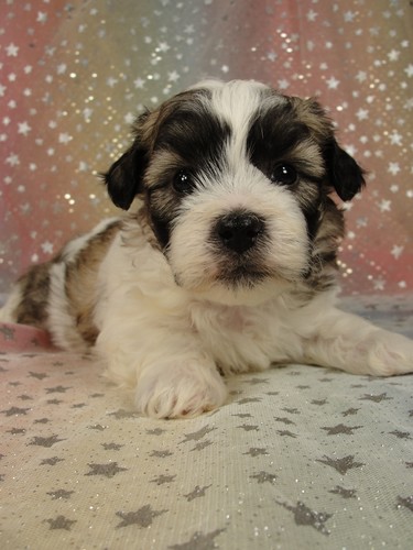 Male teddy bear puppies for sale Shih tzu bichon puppy #8 Born August 23, 2011